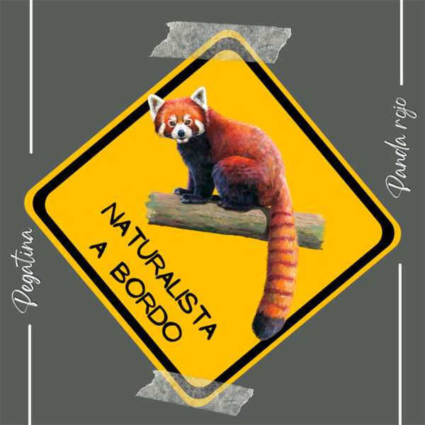 Pegatina Panda rojo - Naturalista a bordo