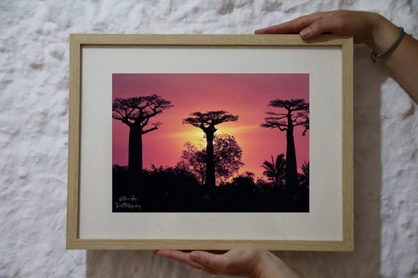 Lámina enmarcada Atardecer en los Baobabs (Madagascar)