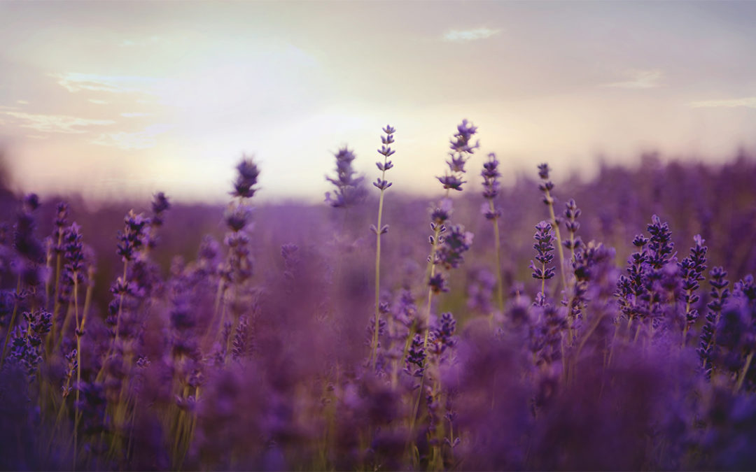 La Flora como Recurso Etnobotánico