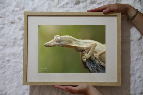 Lámina enmarcada Gecko de Madagascar