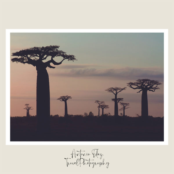 Lámina Avenida de los Baobabs (Madagascar)