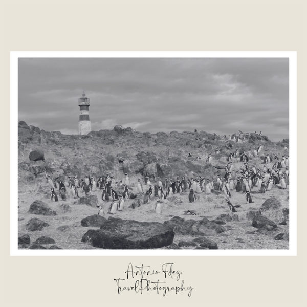 Lámina La isla de los Pingüinos (Patagonia argentina)